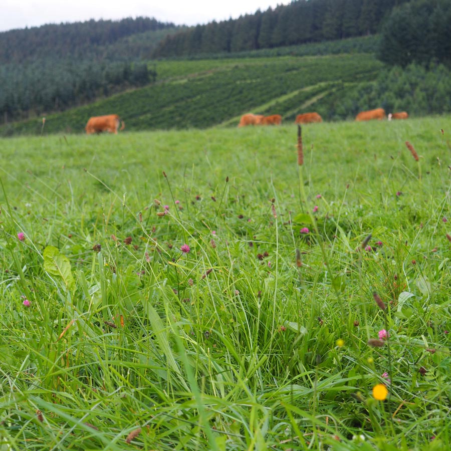 Kühe in Freilandhaltung in Schmallenberg