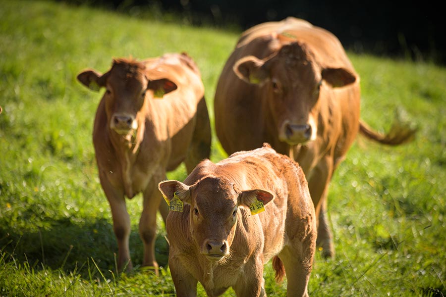 Limousin-Kühe vom Biohof Schenuit