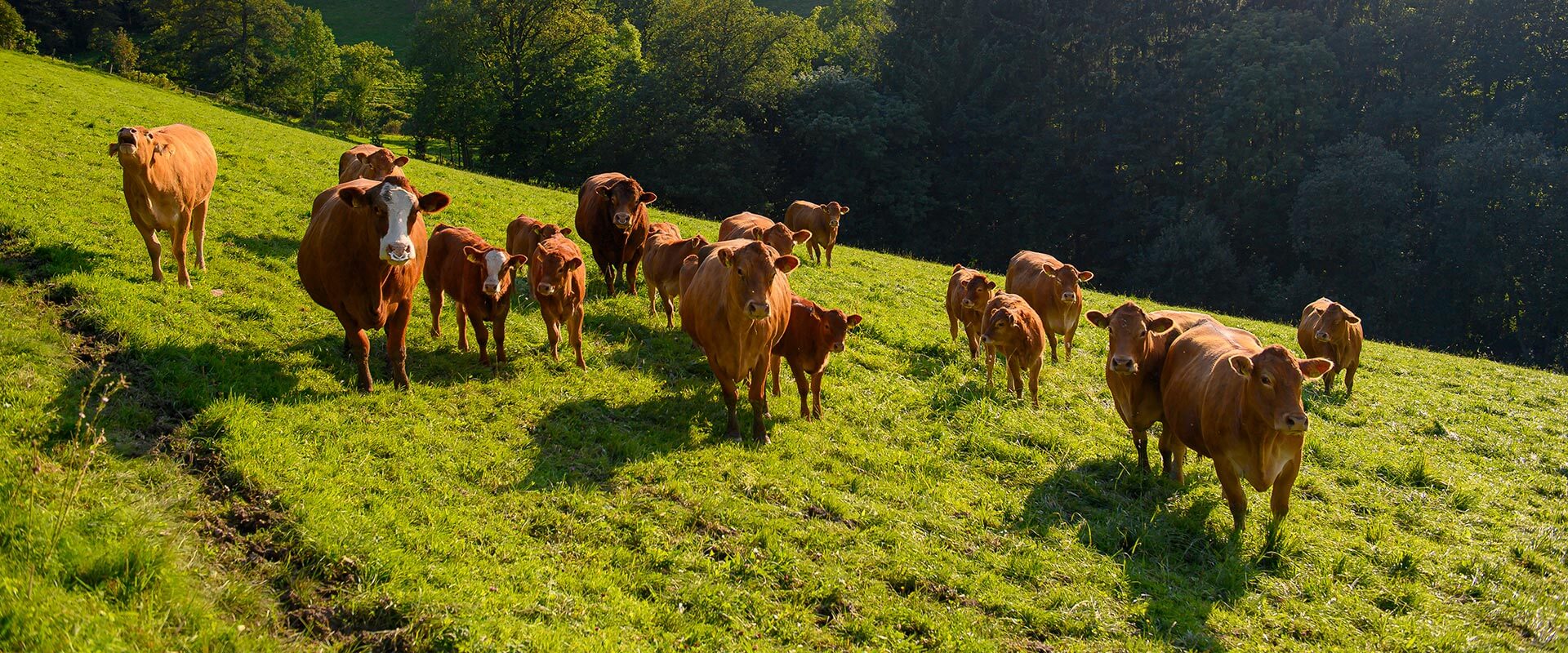Kühe vom Biohof Schenuit in Nordrein-Westfalen