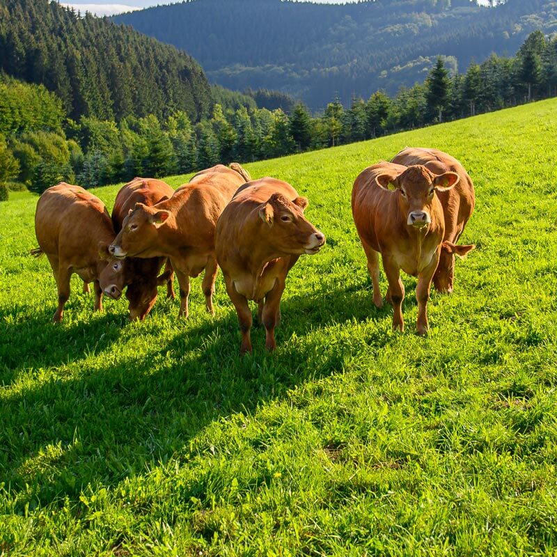 Limousin Rinder im Schmallenberger Sauerland