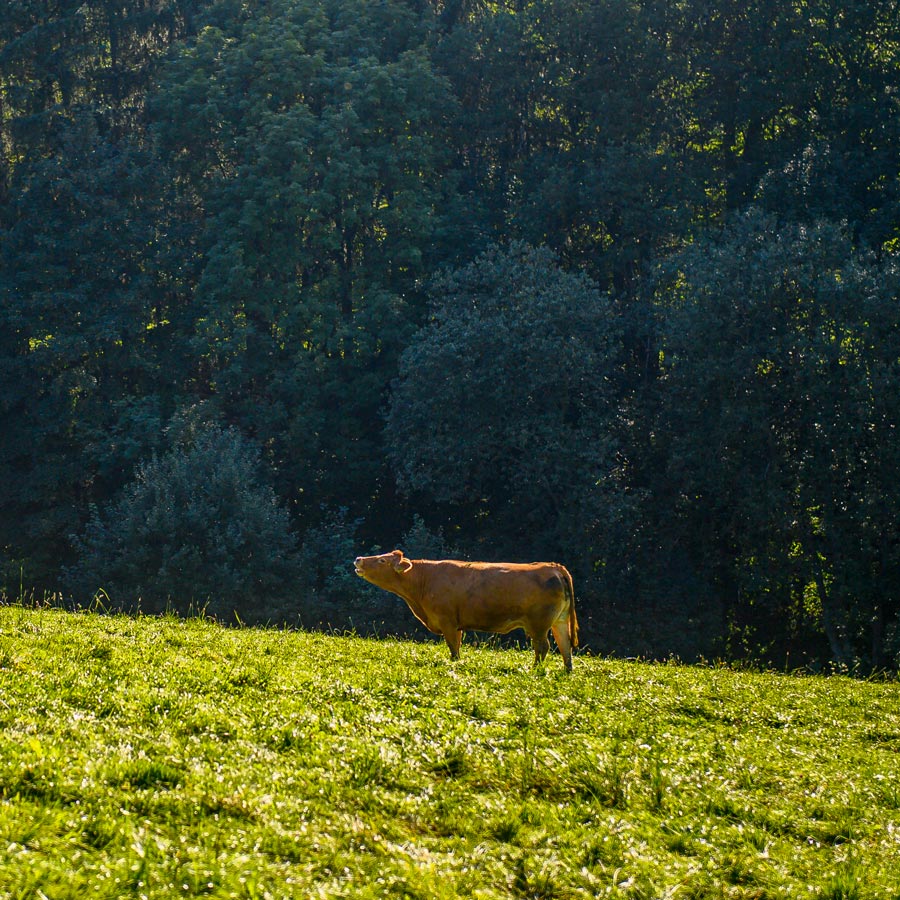 Limousin-Rind vom Biohof Schenuit