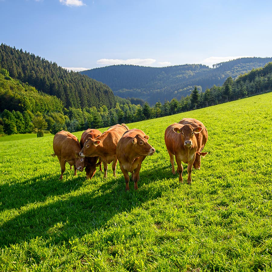 Glückliche Kühe auf der Weide von Familie Schenuit